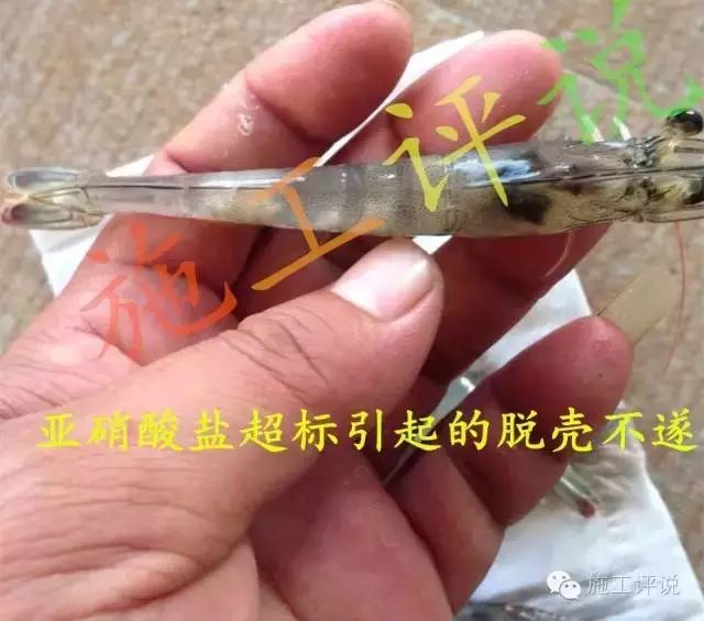 南美对虾价格走势分析，最新动态、市场趋势与影响因素探讨