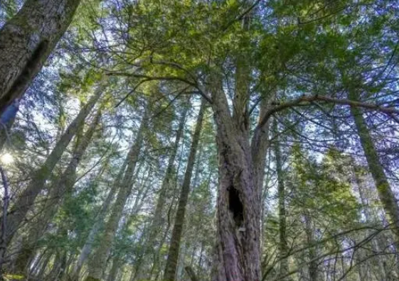 长白山珍稀古树群发现，生态价值与社会影响的深度探讨