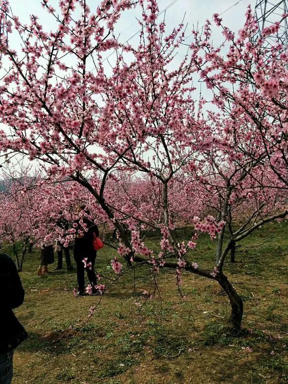 兰州赏花胜地概览，最新赏花指南（28日更新）