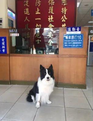 边境牧羊犬走失后机智报案进派出所，求助指南与详细步骤解析