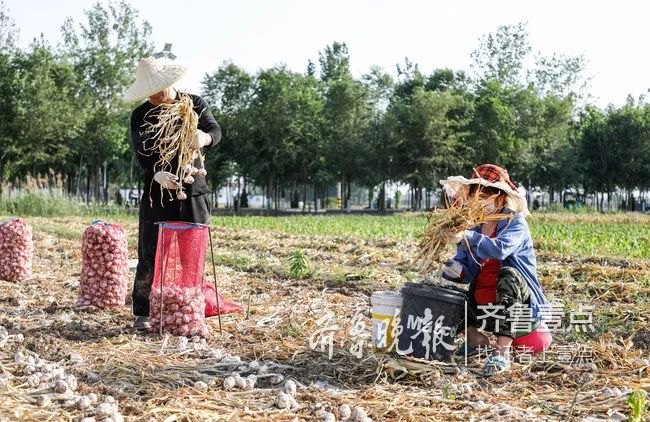 去年大蒜价格解析，掌握市场动态，查询最新价格趋势