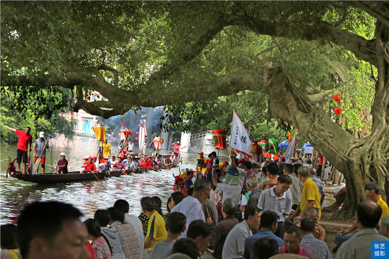 历年11月16日猫主题动漫盛典，辉煌与影响回顾