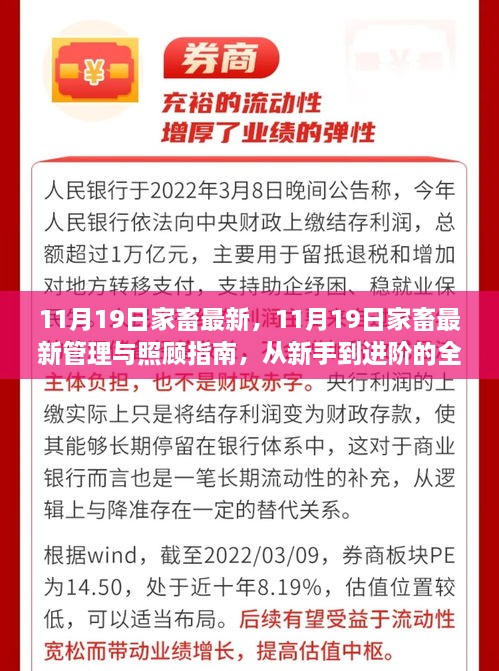 11月19日家畜最新管理与照顾指南，从入门到进阶的全面步骤