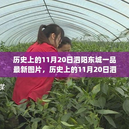 历史上的11月20日泗阳东城一品深度评测与最新图片展示