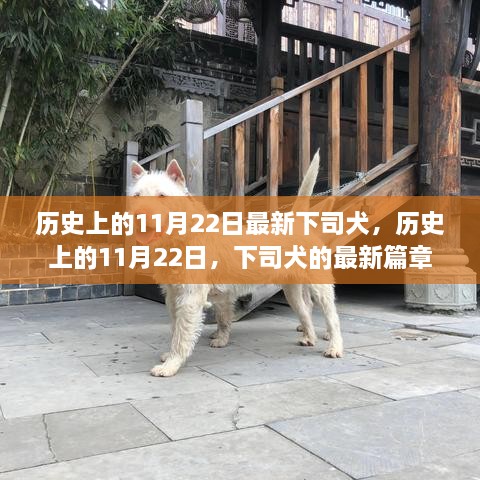 历史上的11月22日，下司犬的最新篇章与进展