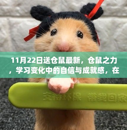 11月22日送仓鼠最新，仓鼠之力，学习变化中的自信与成就感，在11月22日的奇妙转折中绽放光彩