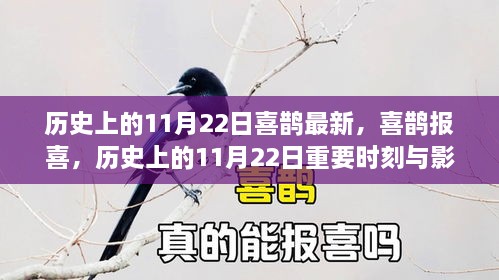 历史上的11月22日，喜鹊报喜与重要时刻回顾