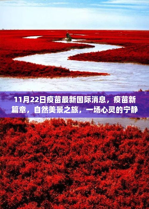 国际疫苗新闻11月22日，最新进展与心灵宁静之旅的启示