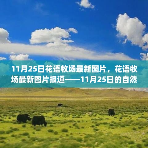 花语牧场最新图片报道，11月25日自然盛宴的绚丽展示