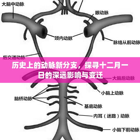 探寻十二月一日的历史深远影响与变迁，动脉新分支的探寻之旅