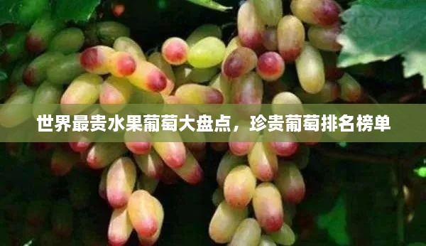 世界最贵水果葡萄大盘点，珍贵葡萄排名榜单