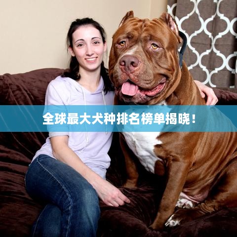 全球最大犬种排名榜单揭晓！