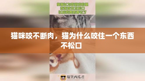 猫咪咬不断肉，猫为什么咬住一个东西不松口 